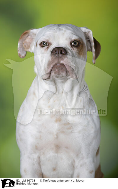 Bulldog-Mischling / Bulldog-Mongrel / JM-16708