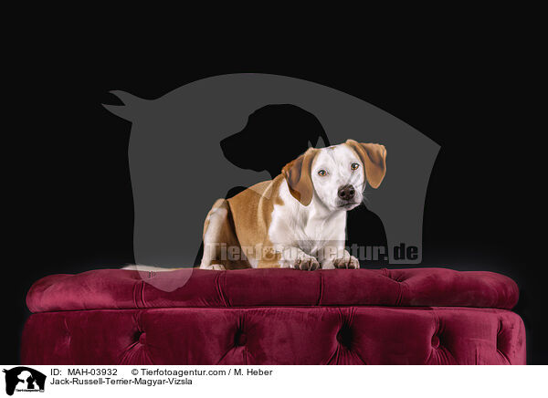 Jack-Russell-Terrier-Magyar-Vizsla / Jack-Russell-Terrier-Magyar-Vizsla / MAH-03932