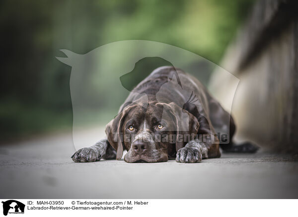 Labrador-Retriever-Deutsch-Drahthaar / Labrador-Retriever-German-wirehaired-Pointer / MAH-03950