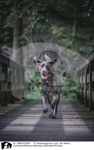 Labrador-Retriever-Deutsch-Drahthaar / Labrador-Retriever-German-wirehaired-Pointer / MAH-03954
