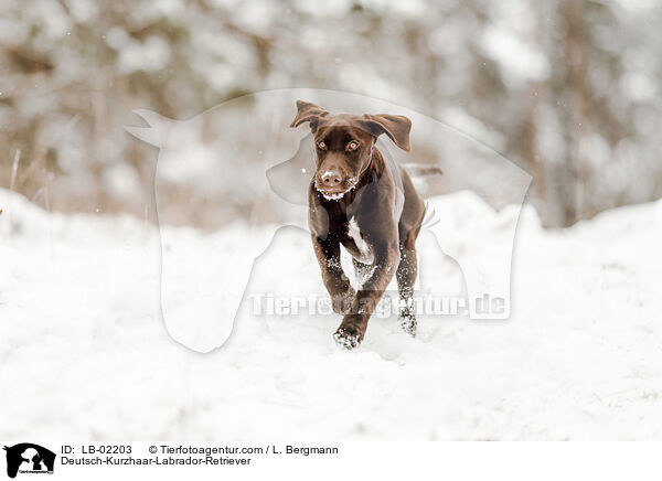 Labrador-Retriever-Deutsch-Kurzhaar / Deutsch-Kurzhaar-Labrador-Retriever / LB-02203