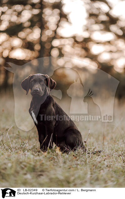 Labrador-Retriever-Deutsch-Kurzhaar / Deutsch-Kurzhaar-Labrador-Retriever / LB-02349