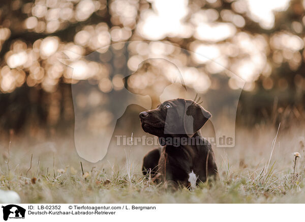 Labrador-Retriever-Deutsch-Kurzhaar / Deutsch-Kurzhaar-Labrador-Retriever / LB-02352