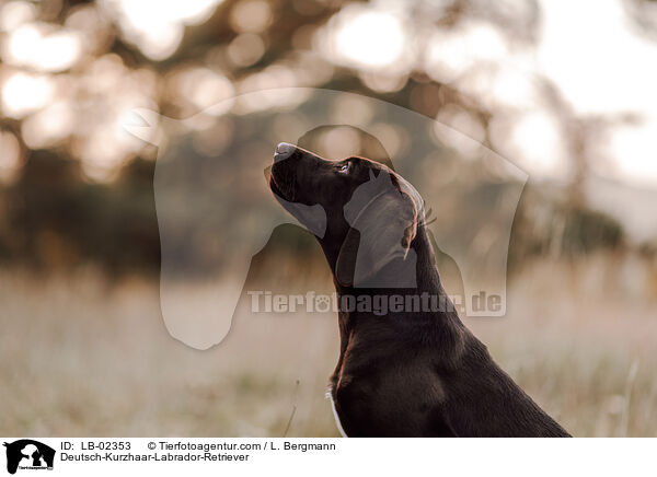 Labrador-Retriever-Deutsch-Kurzhaar / Deutsch-Kurzhaar-Labrador-Retriever / LB-02353