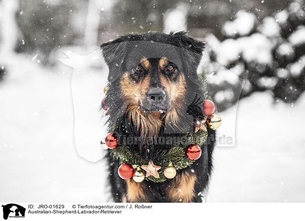 Australian-Shepherd-Labrador-Retriever / Australian-Shepherd-Labrador-Retriever / JRO-01629