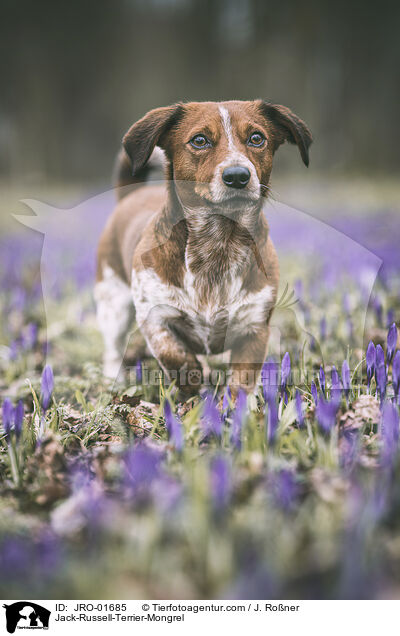 Jack-Russell-Terrier-Mongrel / JRO-01685