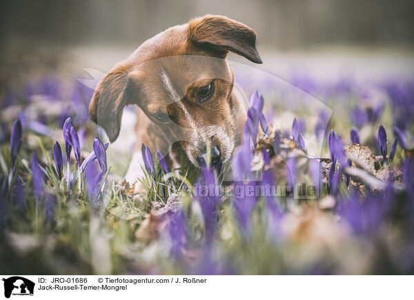 Jack-Russell-Terrier-Mischling / Jack-Russell-Terrier-Mongrel / JRO-01686