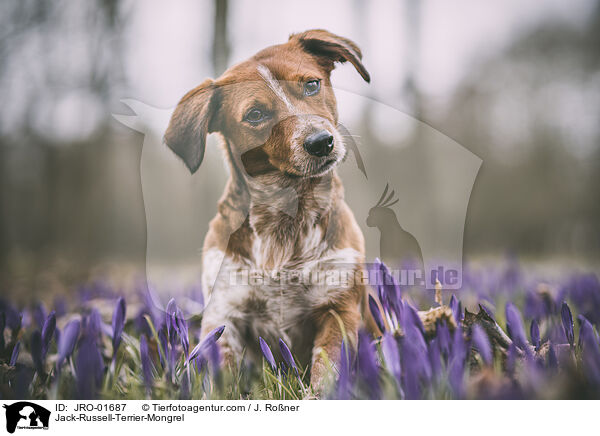 Jack-Russell-Terrier-Mischling / Jack-Russell-Terrier-Mongrel / JRO-01687