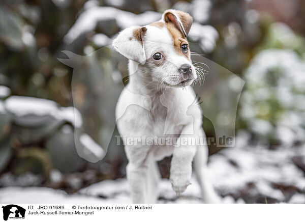 Jack-Russell-Terrier-Mischling / Jack-Russell-Terrier-Mongrel / JRO-01689