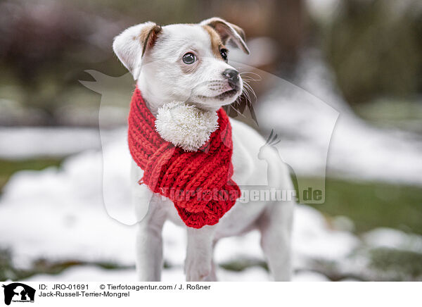 Jack-Russell-Terrier-Mischling / Jack-Russell-Terrier-Mongrel / JRO-01691