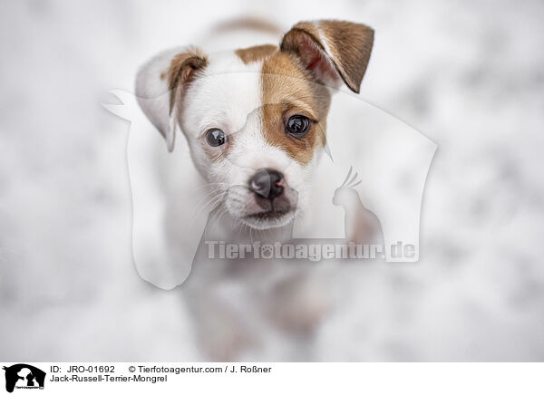 Jack-Russell-Terrier-Mischling / Jack-Russell-Terrier-Mongrel / JRO-01692
