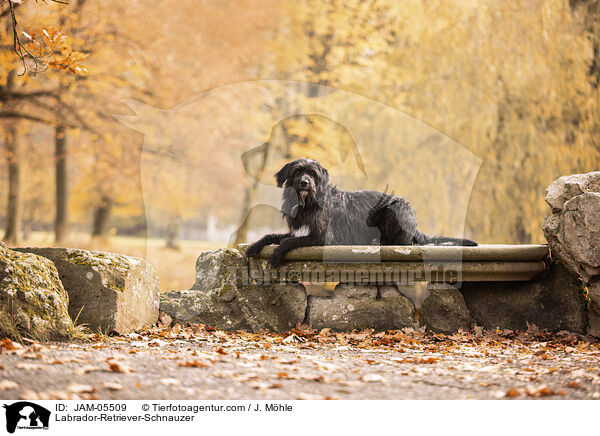 Labrador-Retriever-Schnauzer / JAM-05509