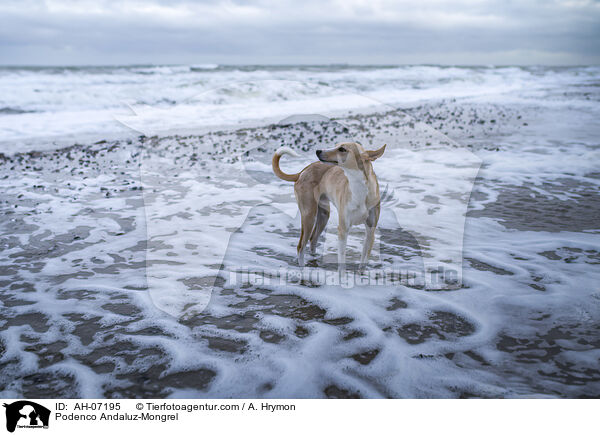 Podenco Andaluz-Mischling / Podenco Andaluz-Mongrel / AH-07195