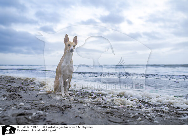 Podenco Andaluz-Mischling / Podenco Andaluz-Mongrel / AH-07197