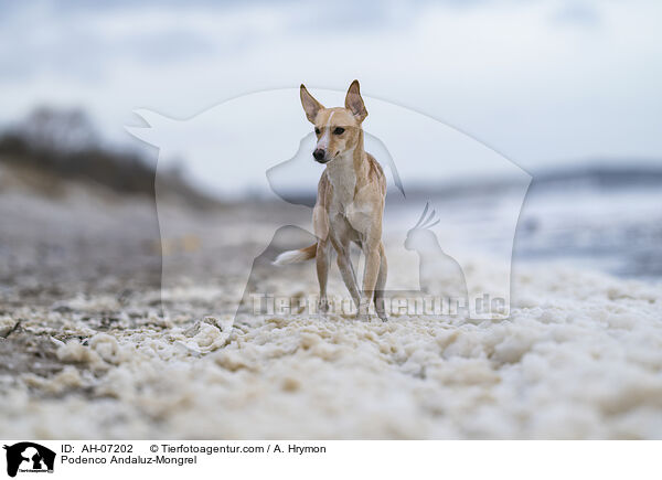 Podenco Andaluz-Mischling / Podenco Andaluz-Mongrel / AH-07202