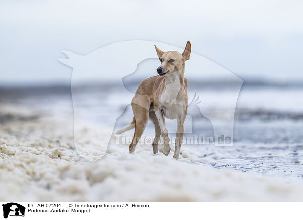 Podenco Andaluz-Mischling / Podenco Andaluz-Mongrel / AH-07204