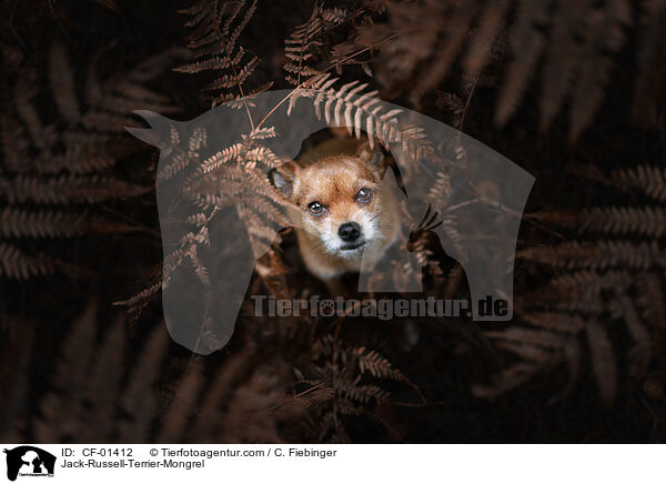 Jack-Russell-Terrier-Mongrel / CF-01412