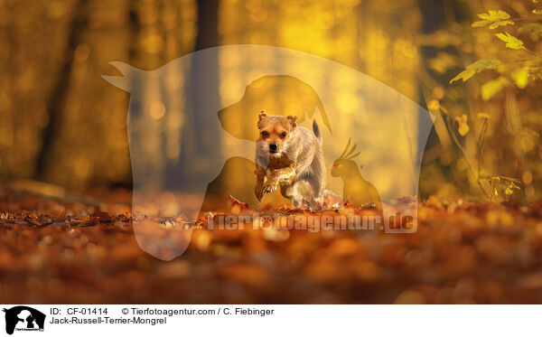 Jack-Russell-Terrier-Mischling / Jack-Russell-Terrier-Mongrel / CF-01414