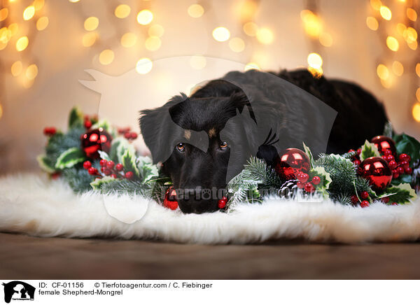 Schferhund-Mischling Hndin / female Shepherd-Mongrel / CF-01156