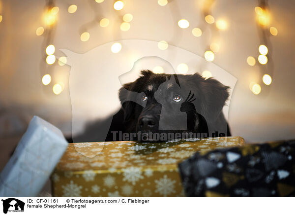 Schferhund-Mischling Hndin / female Shepherd-Mongrel / CF-01161