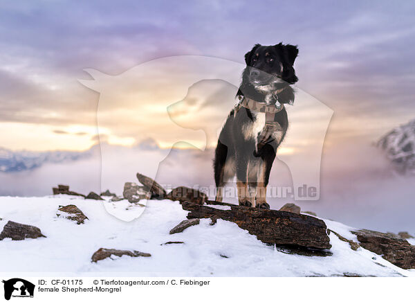 Schferhund-Mischling Hndin / female Shepherd-Mongrel / CF-01175