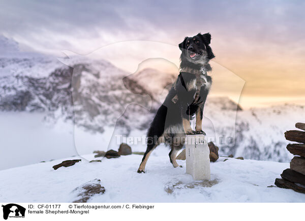 Schferhund-Mischling Hndin / female Shepherd-Mongrel / CF-01177