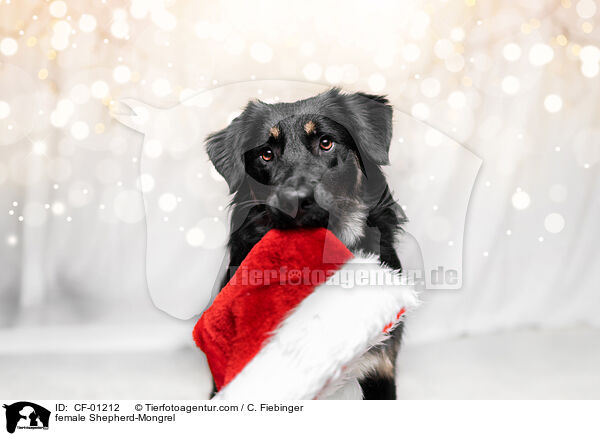 Schferhund-Mischling Hndin / female Shepherd-Mongrel / CF-01212