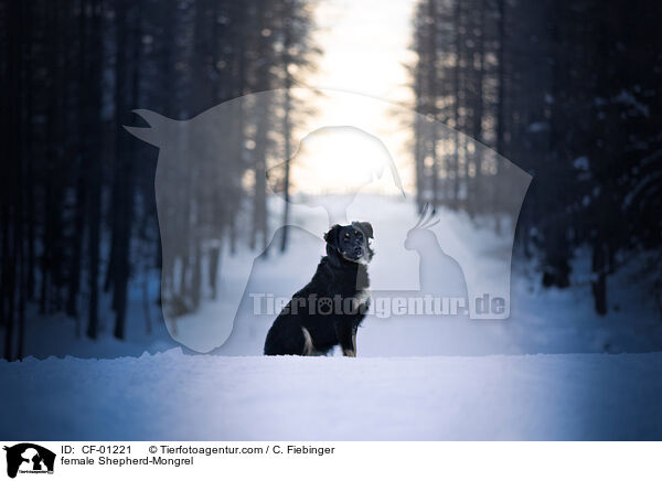 Schferhund-Mischling Hndin / female Shepherd-Mongrel / CF-01221
