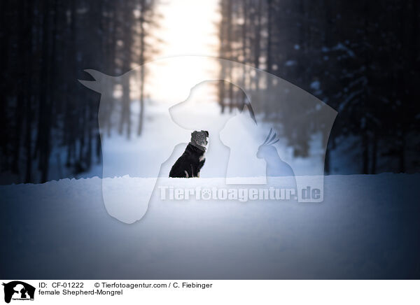 Schferhund-Mischling Hndin / female Shepherd-Mongrel / CF-01222