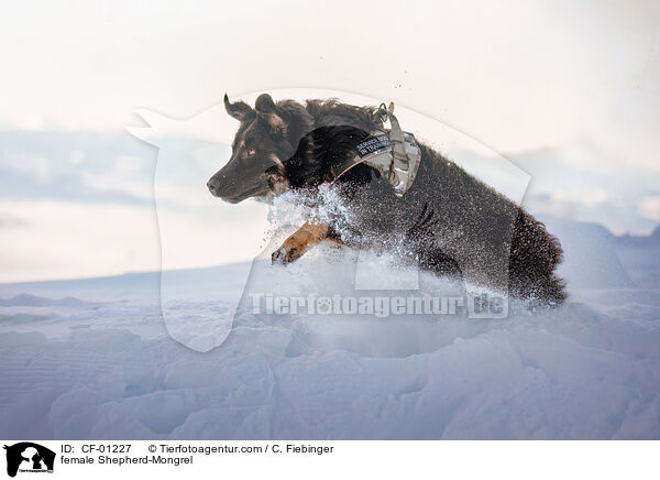 Schferhund-Mischling Hndin / female Shepherd-Mongrel / CF-01227