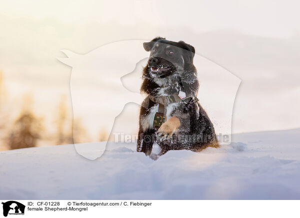 Schferhund-Mischling Hndin / female Shepherd-Mongrel / CF-01228