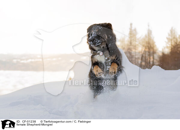 Schferhund-Mischling Hndin / female Shepherd-Mongrel / CF-01238
