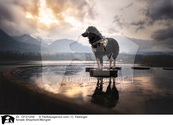 Schferhund-Mischling Hndin / female Shepherd-Mongrel / CF-01248