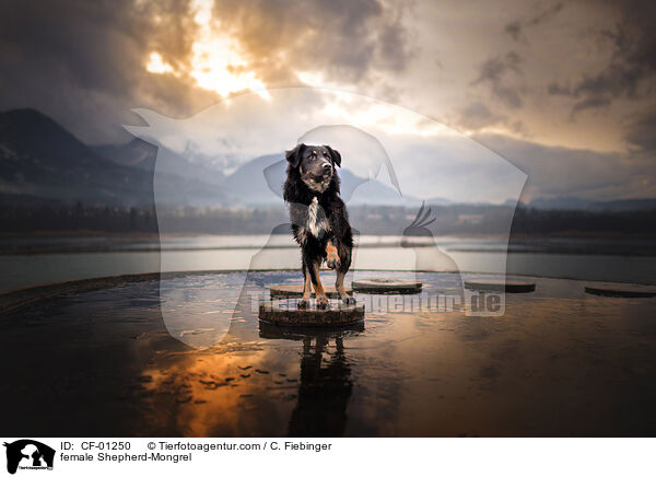 Schferhund-Mischling Hndin / female Shepherd-Mongrel / CF-01250