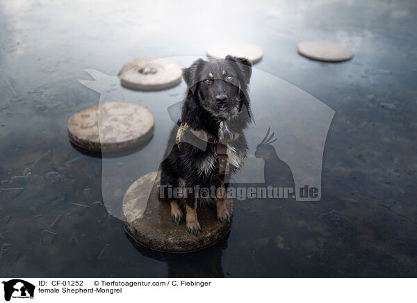 Schferhund-Mischling Hndin / female Shepherd-Mongrel / CF-01252