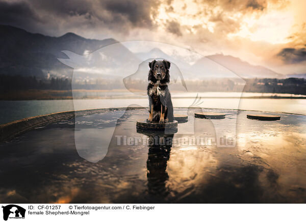 Schferhund-Mischling Hndin / female Shepherd-Mongrel / CF-01257