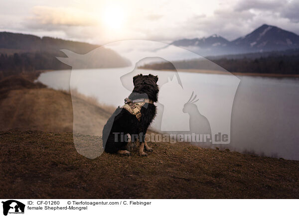 Schferhund-Mischling Hndin / female Shepherd-Mongrel / CF-01260