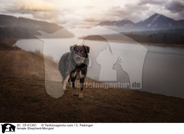 Schferhund-Mischling Hndin / female Shepherd-Mongrel / CF-01261
