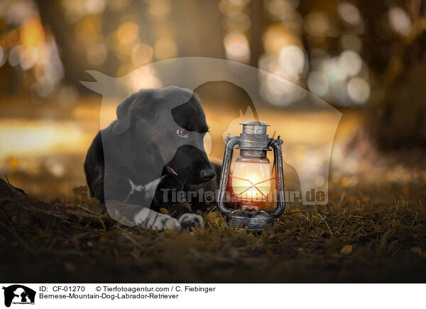 Bernese-Mountain-Dog-Labrador-Retriever / CF-01270