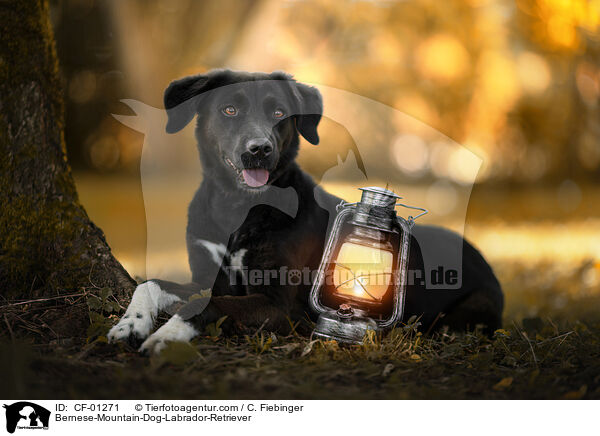 Bernese-Mountain-Dog-Labrador-Retriever / CF-01271