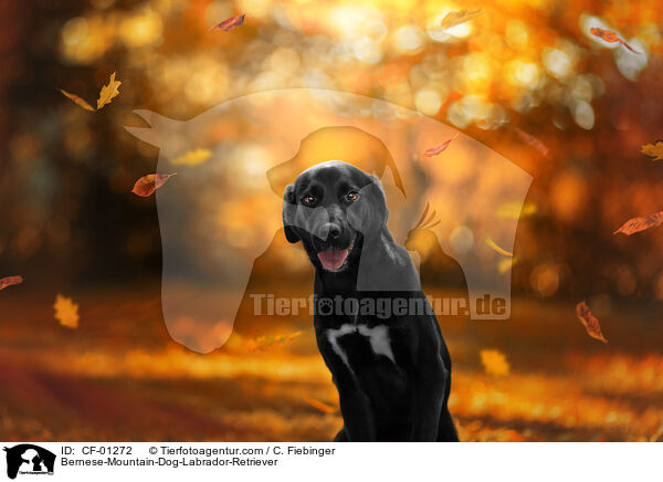 Berner-Sennenhund-Labrador-Retriever / Bernese-Mountain-Dog-Labrador-Retriever / CF-01272