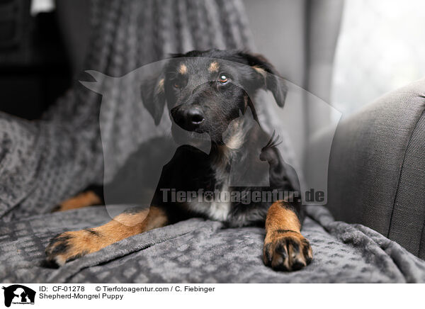 Shepherd-Mongrel Puppy / CF-01278