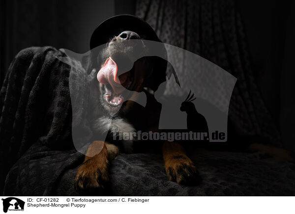 Schferhund-Mischling Welpe / Shepherd-Mongrel Puppy / CF-01282