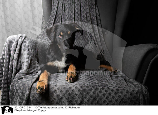 Schferhund-Mischling Welpe / Shepherd-Mongrel Puppy / CF-01284