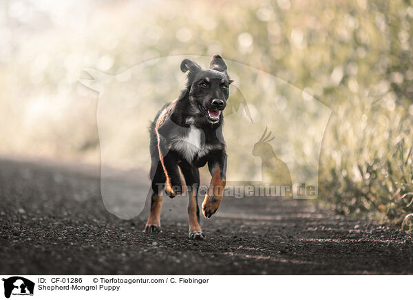 Schferhund-Mischling Welpe / Shepherd-Mongrel Puppy / CF-01286