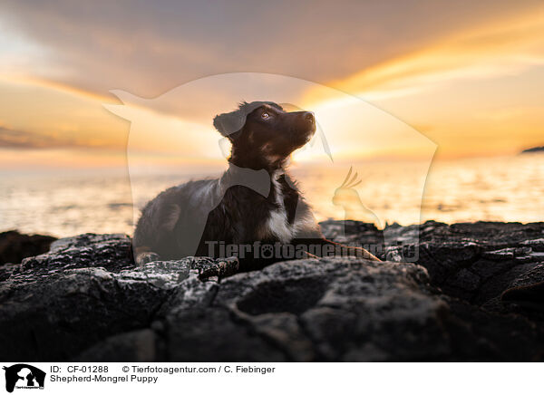 Shepherd-Mongrel Puppy / CF-01288