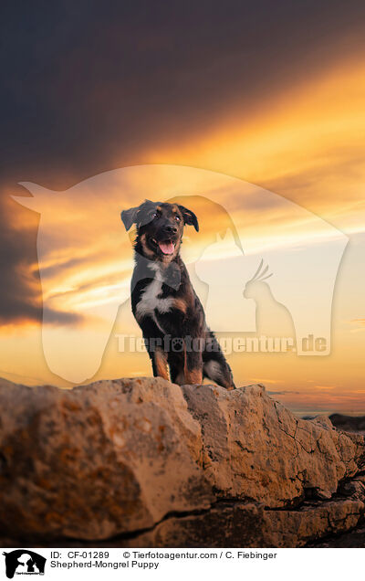 Schferhund-Mischling Welpe / Shepherd-Mongrel Puppy / CF-01289