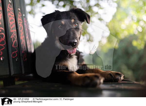 junger Schferhund-Mischling / young Shepherd-Mongrel / CF-01292