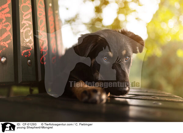junger Schferhund-Mischling / young Shepherd-Mongrel / CF-01293