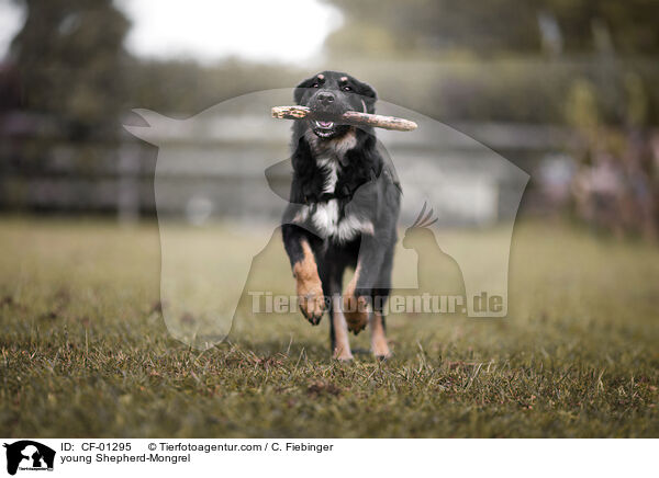 junger Schferhund-Mischling / young Shepherd-Mongrel / CF-01295